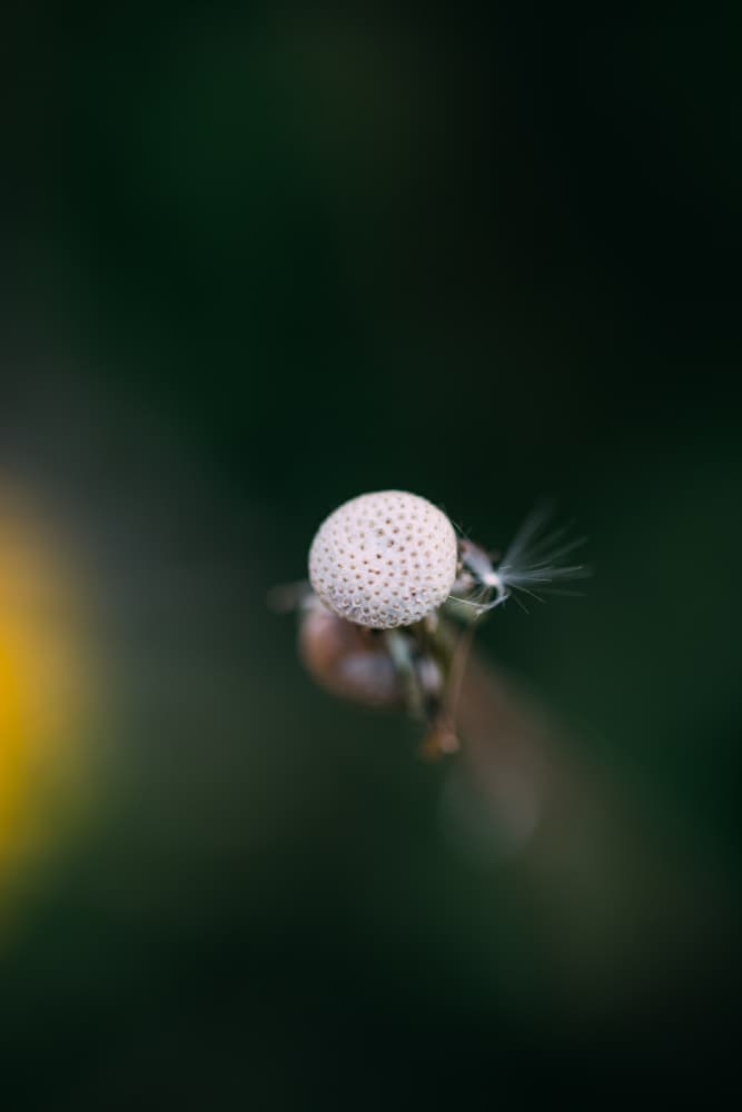 Dandelion Seed Close-up by Javier Pardina — canvas wall art