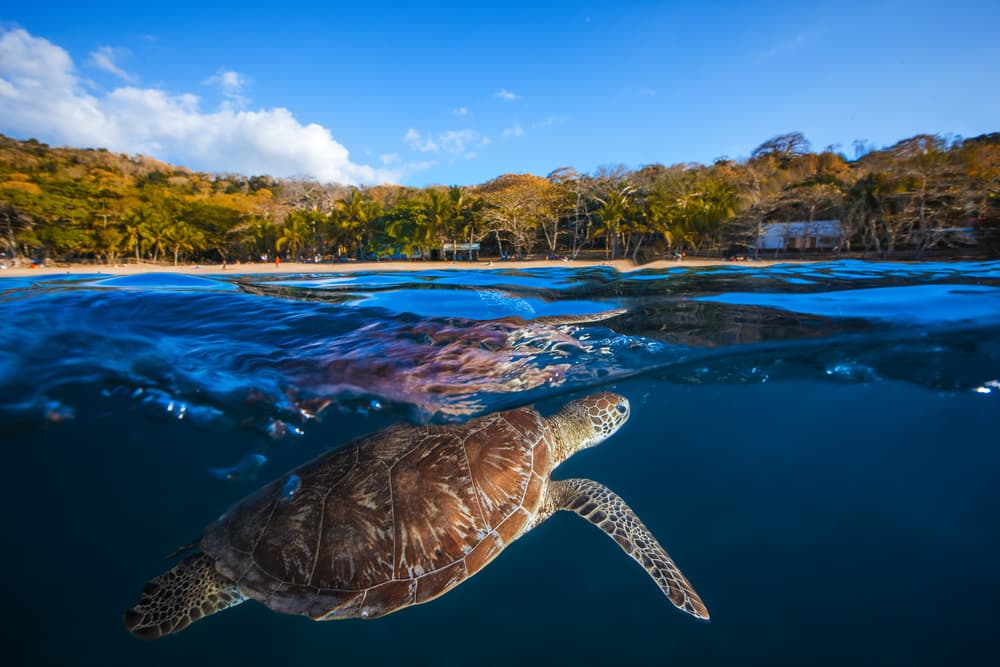 Sea Turtle Tropical Beach by Barathieu Gabriel — canvas wall art