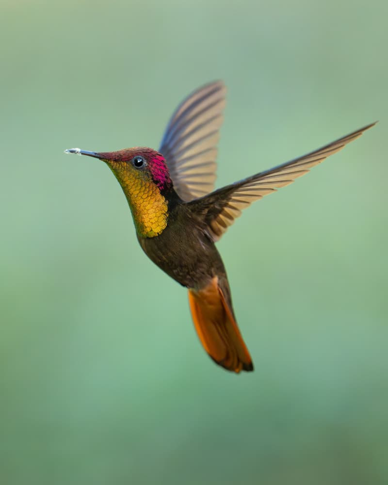 Vibrant Hummingbird in Flight by Lisandro PEREZ — canvas wall art