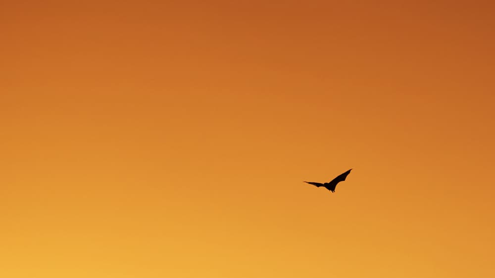 Dusk Bat Silhouette by Miguel Alcântara — canvas wall art