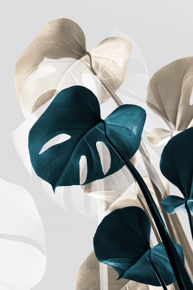 Modern Tropical Monstera by Pictufy Studio III — canvas wall art