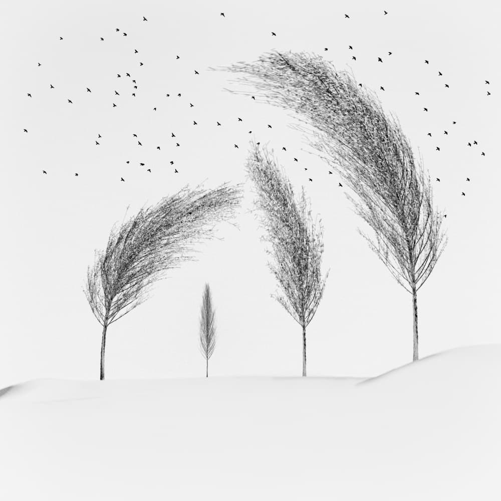 Wind Swept Winter Trees by Marchevca Bogdan — canvas wall art