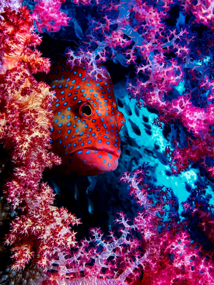 Vibrant Coral Fish by Dani Barchana — canvas wall art