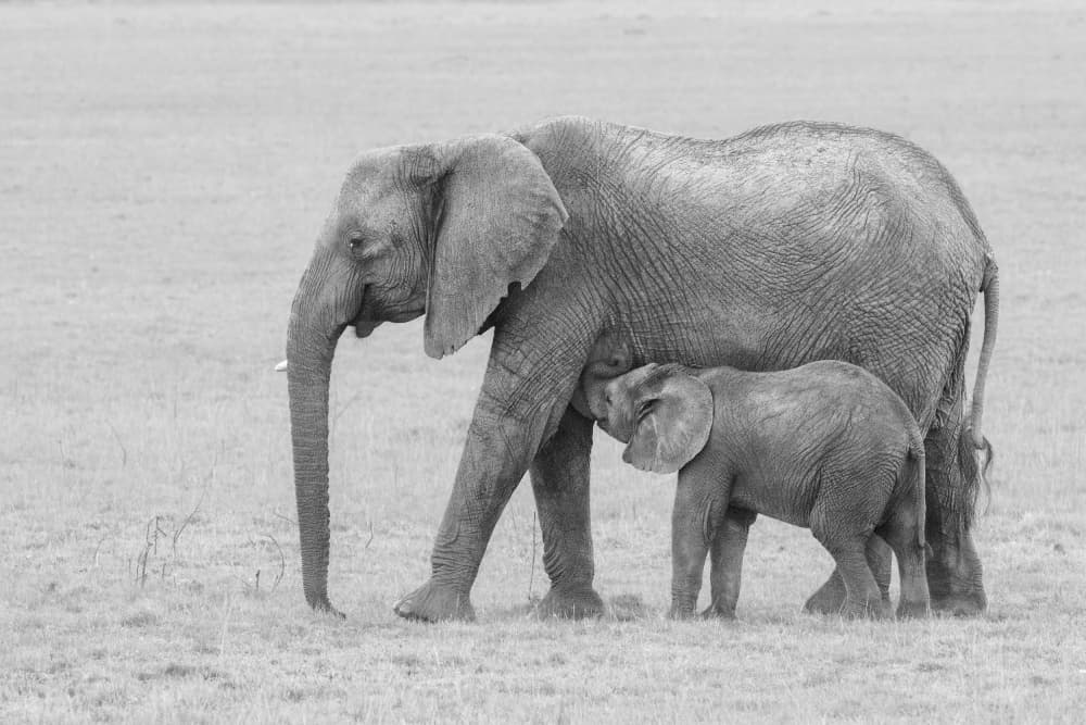 Mother Elephant and Calf by Sheila Xu — canvas wall art