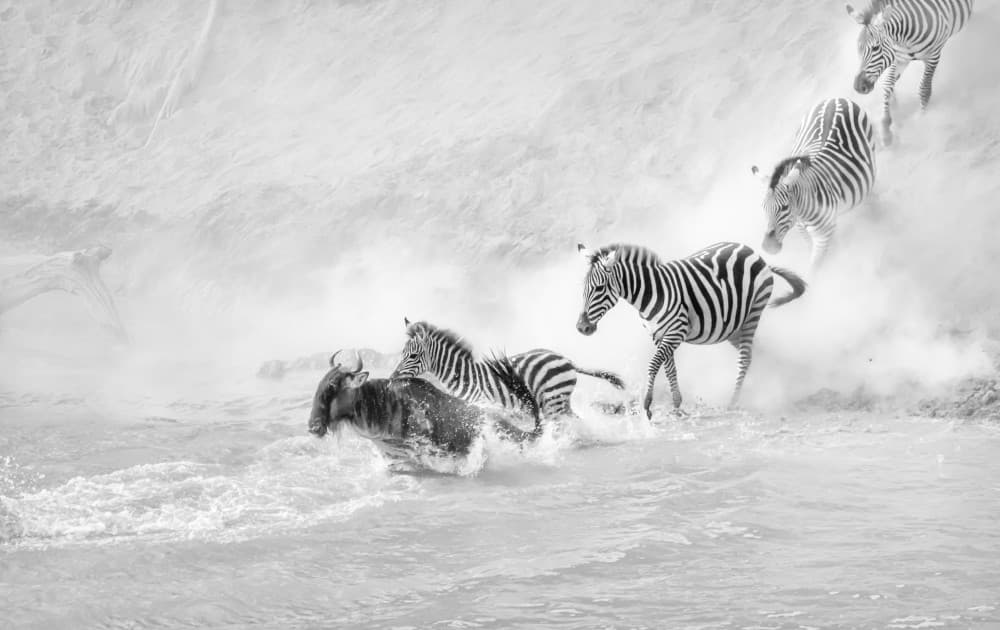 Zebra River Crossing by Lisa D. Tang — canvas wall art