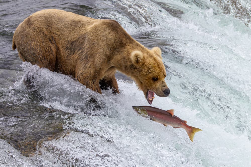 Bear Catches Salmon by Yanny Liu — canvas wall art