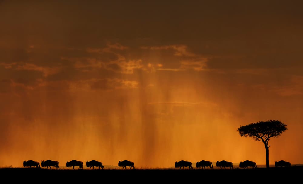 Wildebeest Sunset Silhouette by Jassi Oberai — canvas wall art