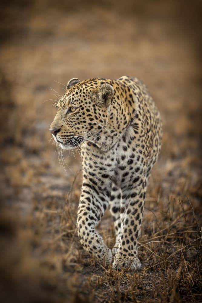 Leopard on the Prowl by Jaco Marx — canvas wall art