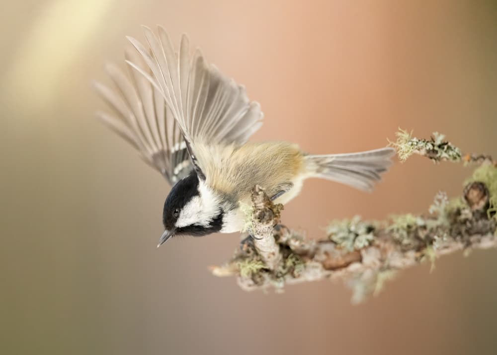Chickadee Landing Gently by Marco Barisone — canvas wall art