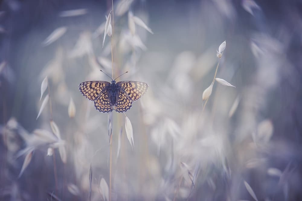 Dreamy Meadow Butterfly by Sam Bastien — canvas wall art