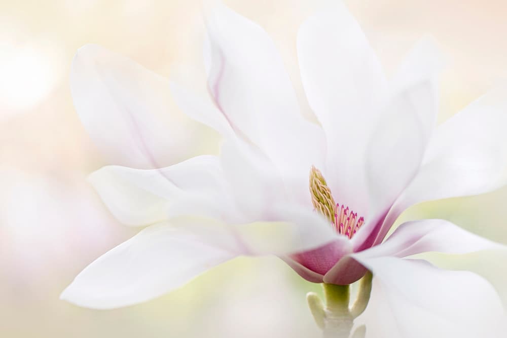 Elegant White Magnolia by Jacky Parker — canvas wall art
