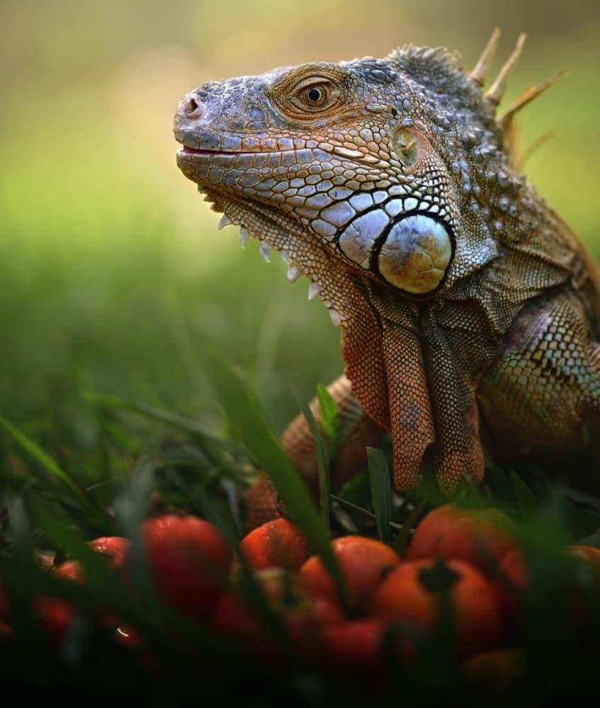 Vibrant Green Iguana by Fahmi Bhs — canvas wall art