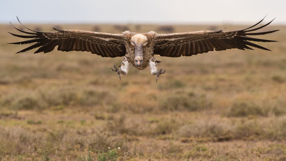 Vulture in Flight by Mohammed Alnaser — canvas wall art