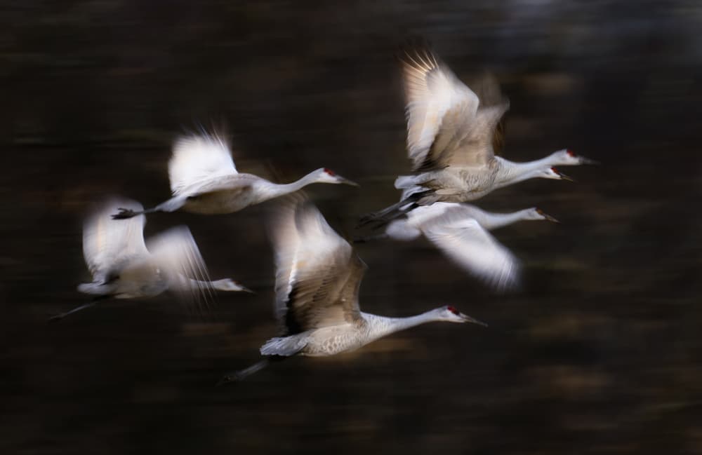 Sandhill Cranes in Flight by Li Chen — canvas wall art