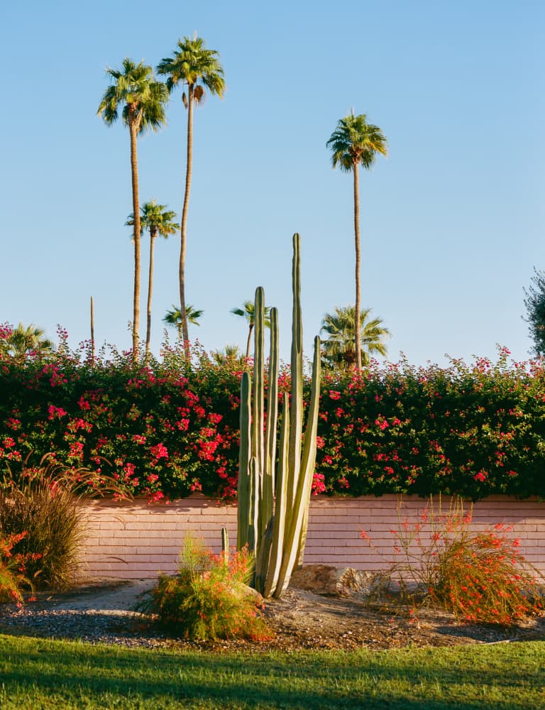 Desert Cactus Palm Garden by Bethany Young — canvas wall art