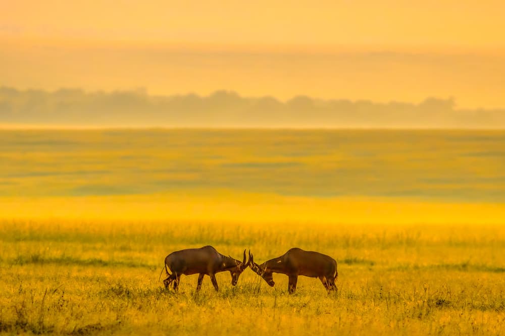 Golden Antelopes Sparring by John Fan — canvas wall art