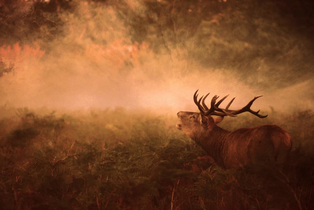 Majestic Stag Bellows by Robert Fabrowski — canvas wall art
