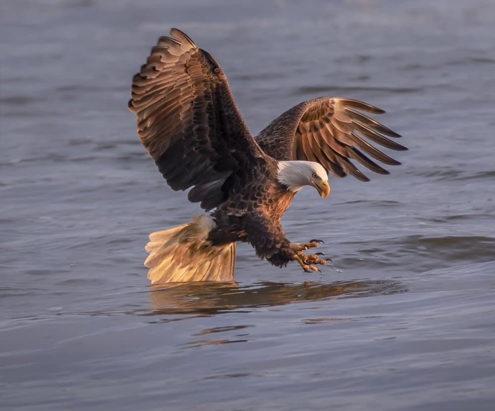 Bald Eagle Hunting Water by Mei Hu — canvas wall art