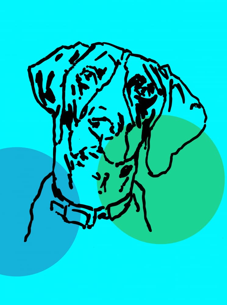 Graphic Dog Portrait by casa cartissi — canvas wall art