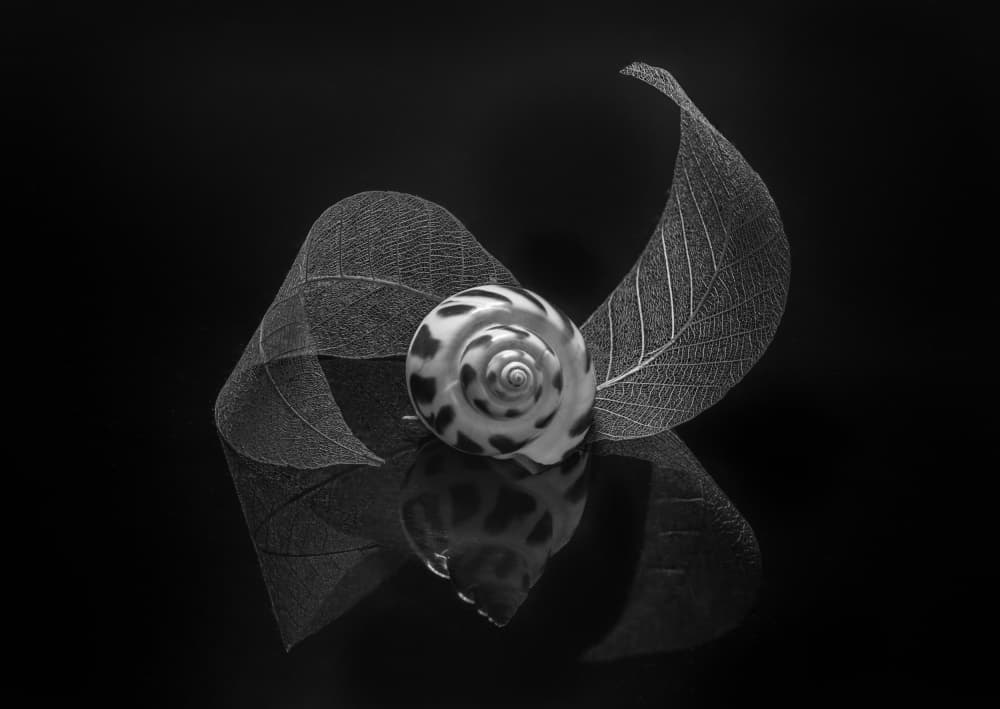 Spiral Shell Reflection by Alice Sheng — canvas wall art