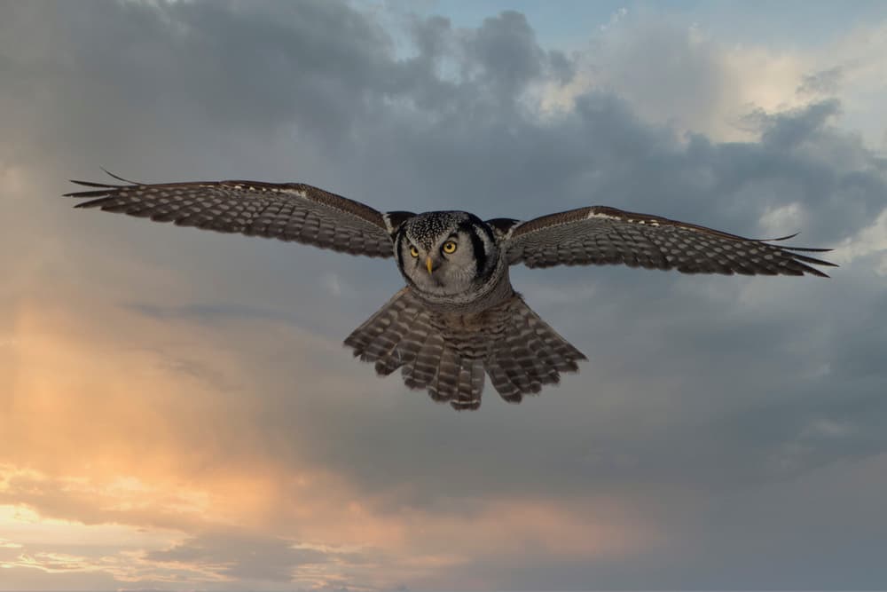 Majestic Owl Flight by Peter Stahl — canvas wall art