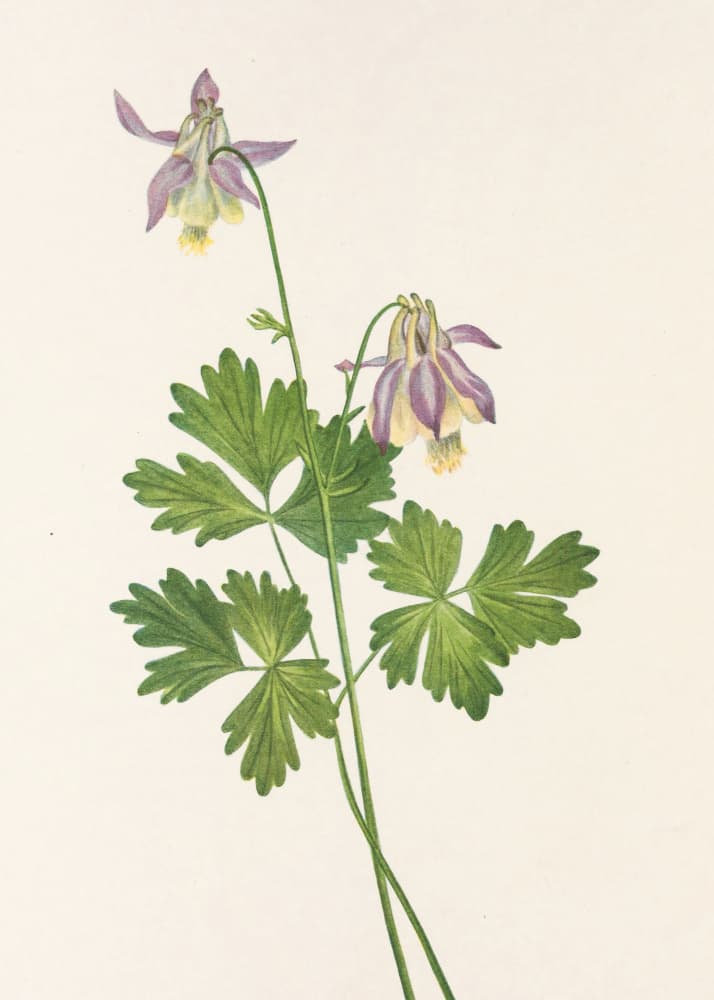 Shortspur Columbine From North American Wildflowers (1925) By Mary Vaux Walcott by Mary Vaux Walcott — canvas wall art