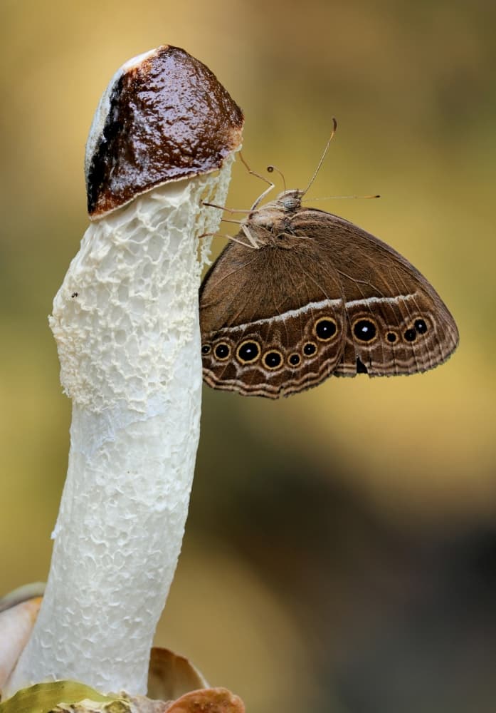 Delicate Butterfly Mushroom by Jimmy Hoffman — canvas wall art