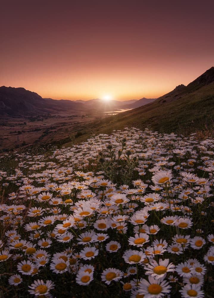 Serene Mountain Daisies by Sergio AbeVilla — canvas wall art