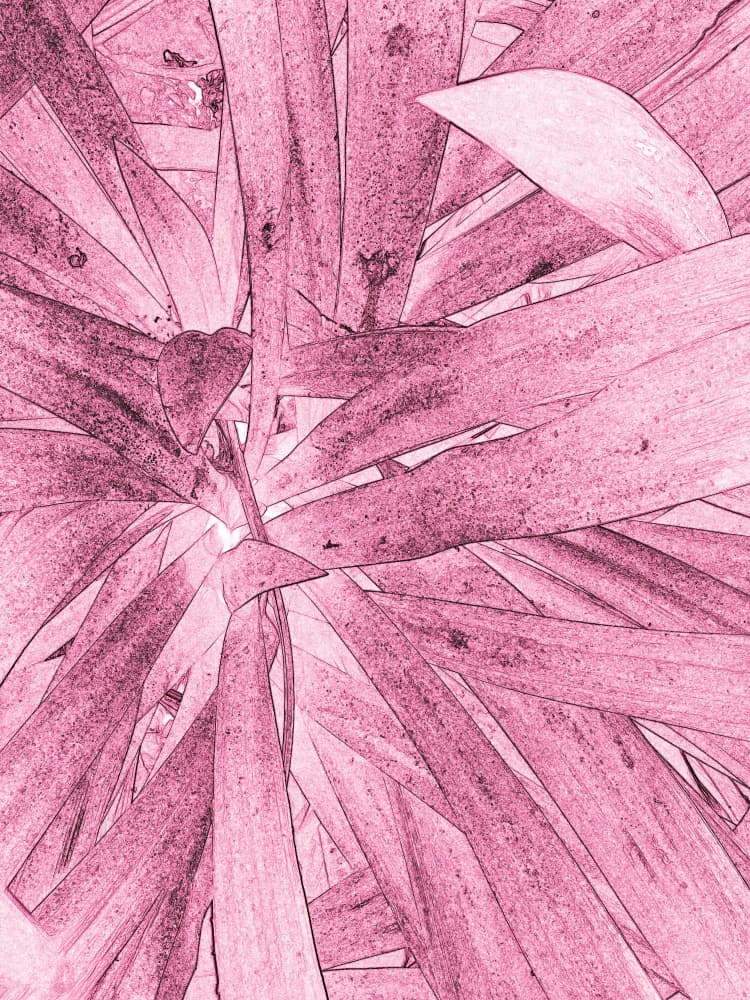 Vibrant Pink Botanical by Santhosh ch — canvas wall art
