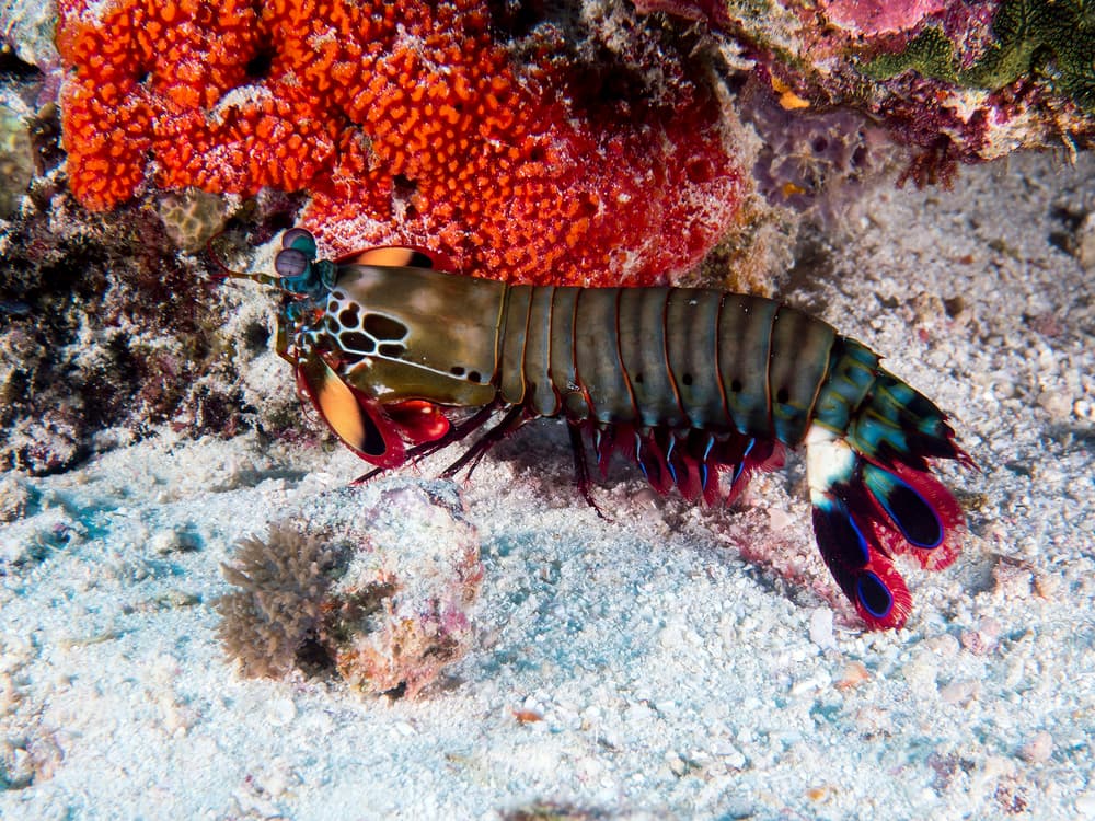 Vibrant Mantis Shrimp by Ilan Ben Tov — canvas wall art