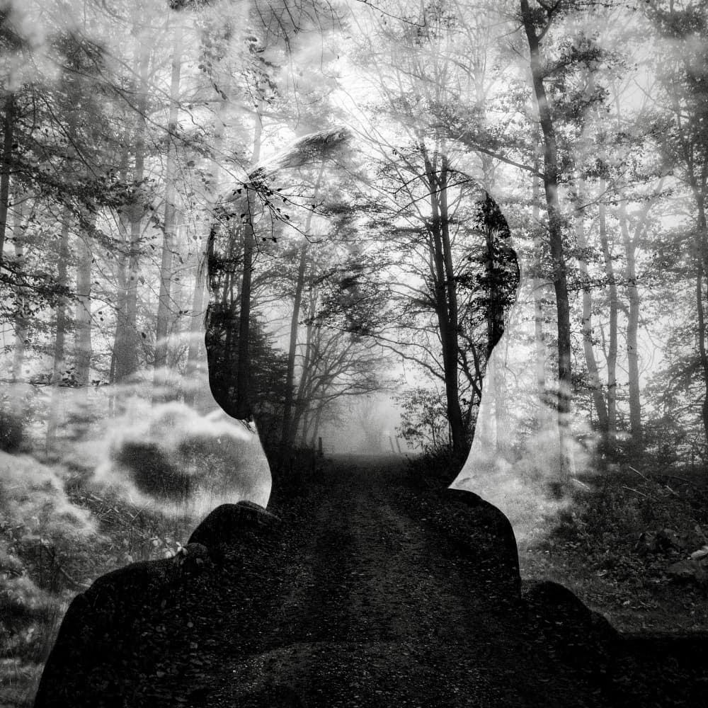 Mind's Forest Path by Robert Kuavi — canvas wall art
