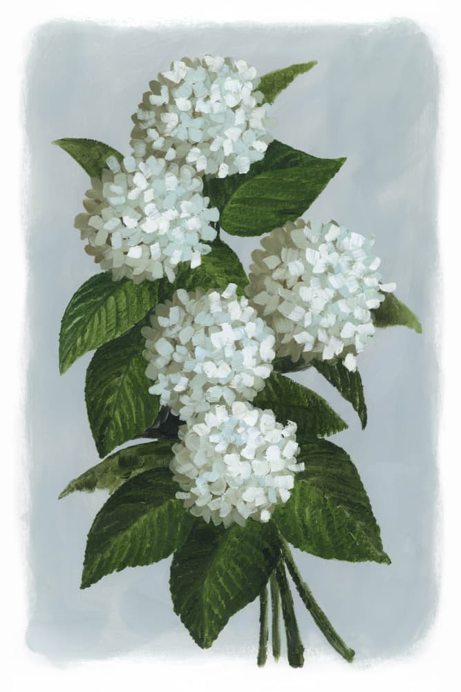 White Hydrangea Blooms by Rosana Laiz Blursbyai — canvas wall art