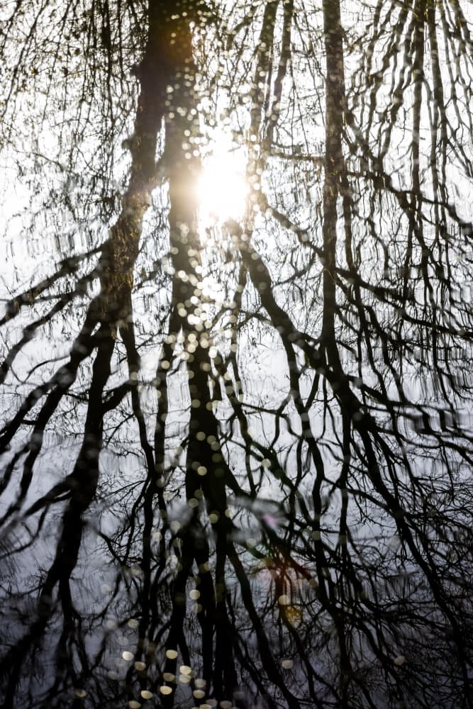 Winter Reflections 4 by Mareike Böhmer — canvas wall art
