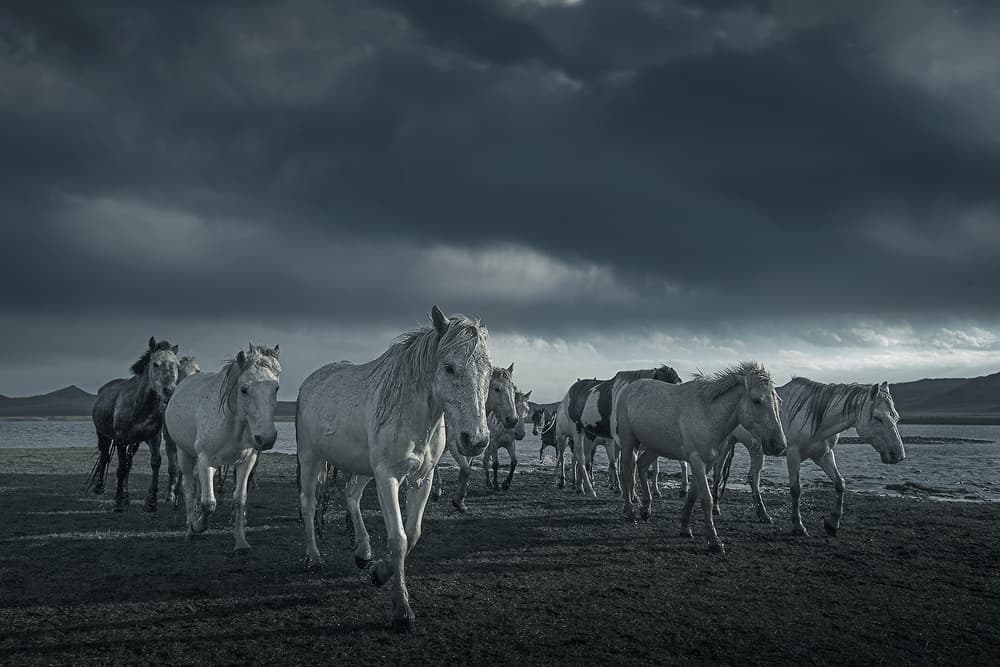 Wild Horses Dark Skies by Bingo Z — canvas wall art