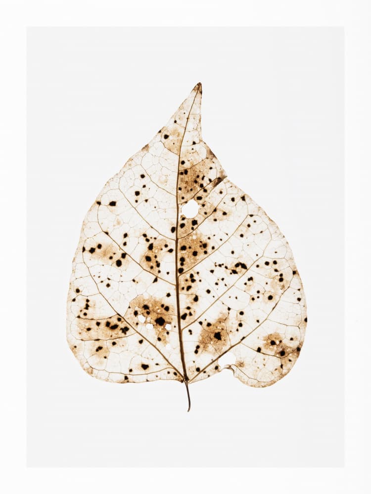 Autumn’s Whisper by Shot by Clint — canvas wall art