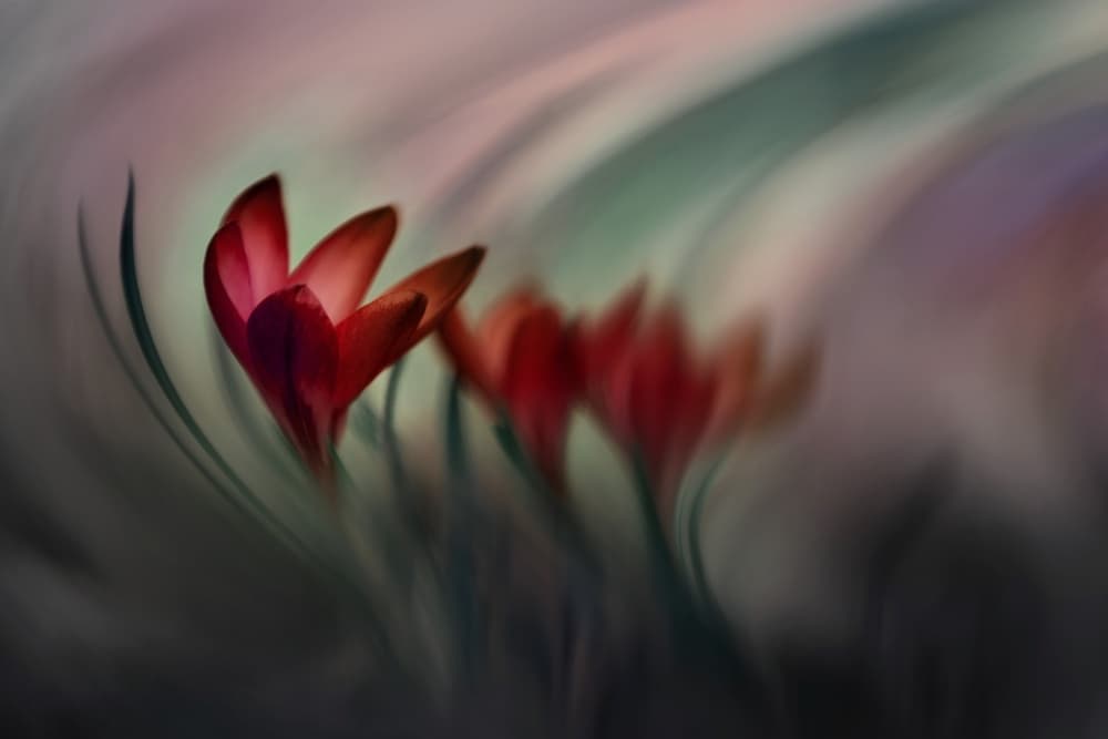 Krokus by Doris Reindl — canvas wall art