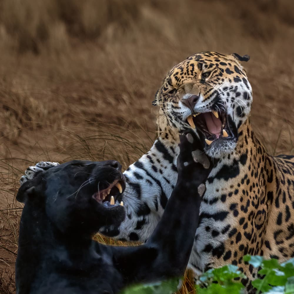 Fierce Jaguars Encounter by David Bennion — canvas wall art