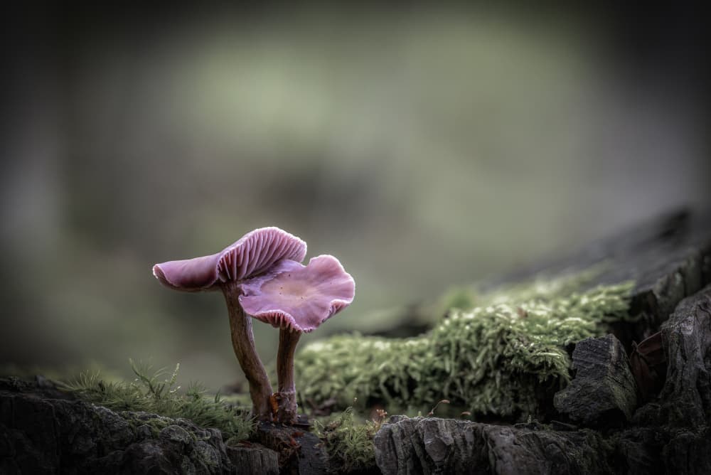 Delicate Purple Mushrooms by Sergio Barboni — canvas wall art