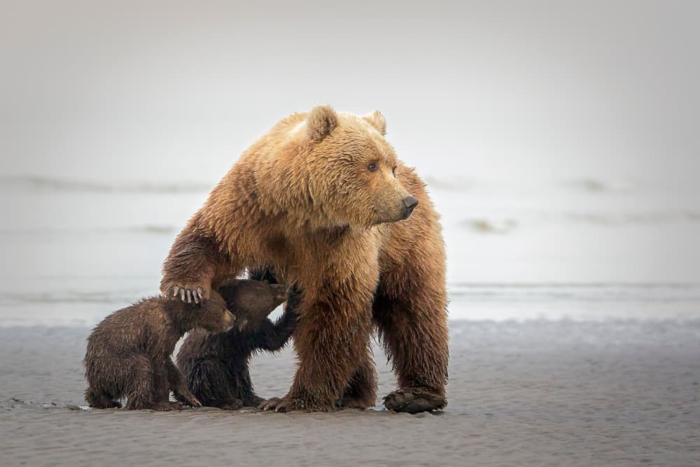 Mama Bear and Cubs by Renee Doyle — canvas wall art