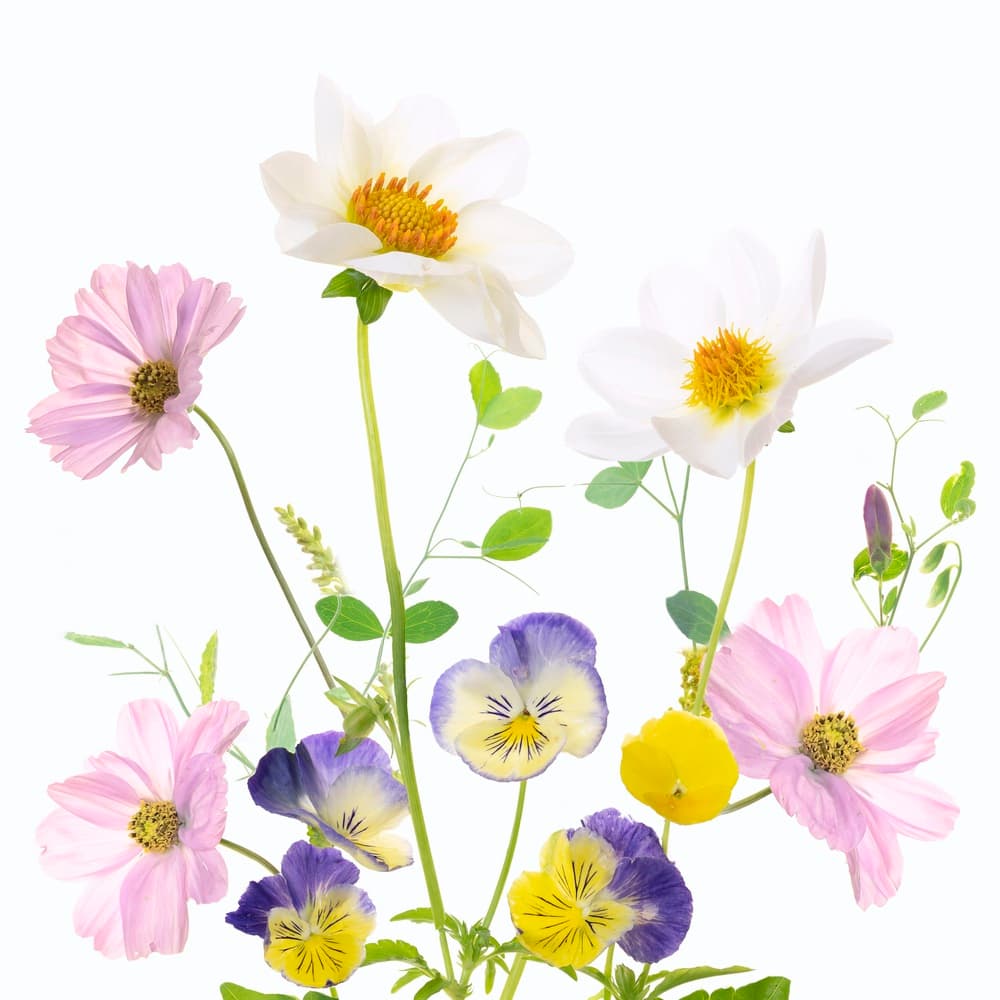 Vibrant Garden Flowers by Sharon Williams — canvas wall art