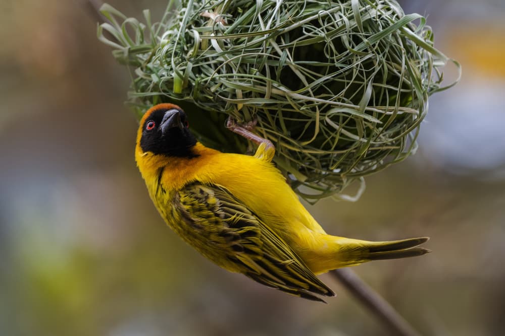 Vibrant Weaver Building Nest by Pavol Stranak — canvas wall art