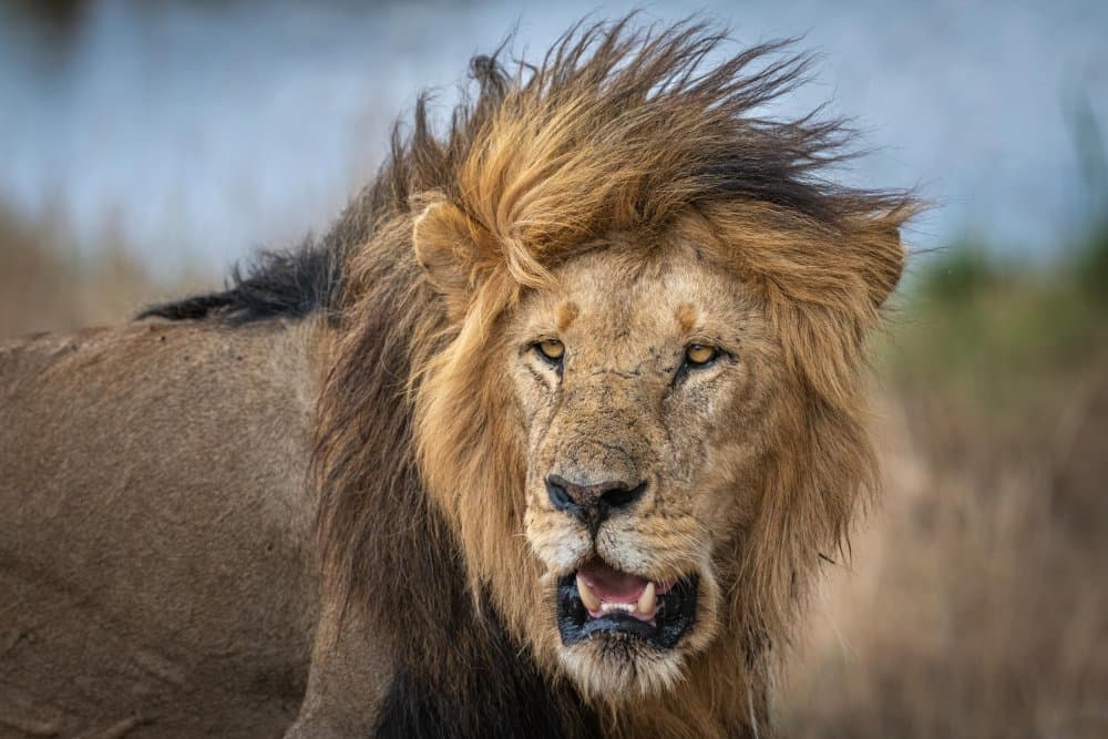 Majestic African Lion by Jeffrey C. Sink — canvas wall art