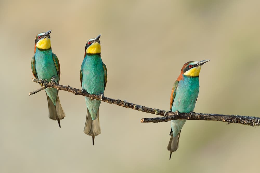 Three little guys on the tree by Marco Pozzi — canvas wall art