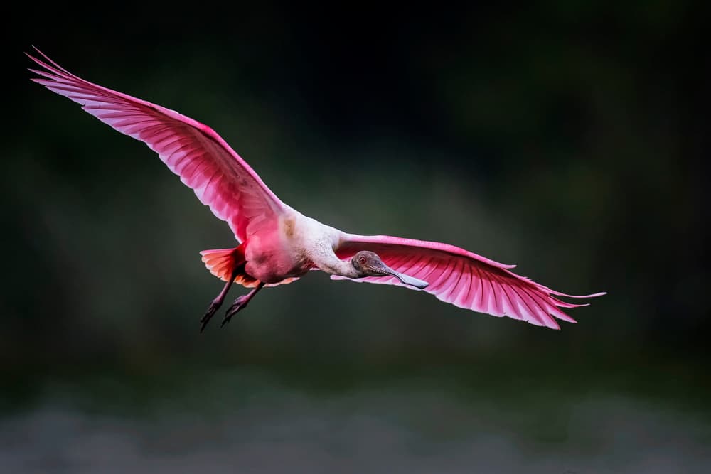 Vibrant Spoonbill Soaring by David H Yang — canvas wall art