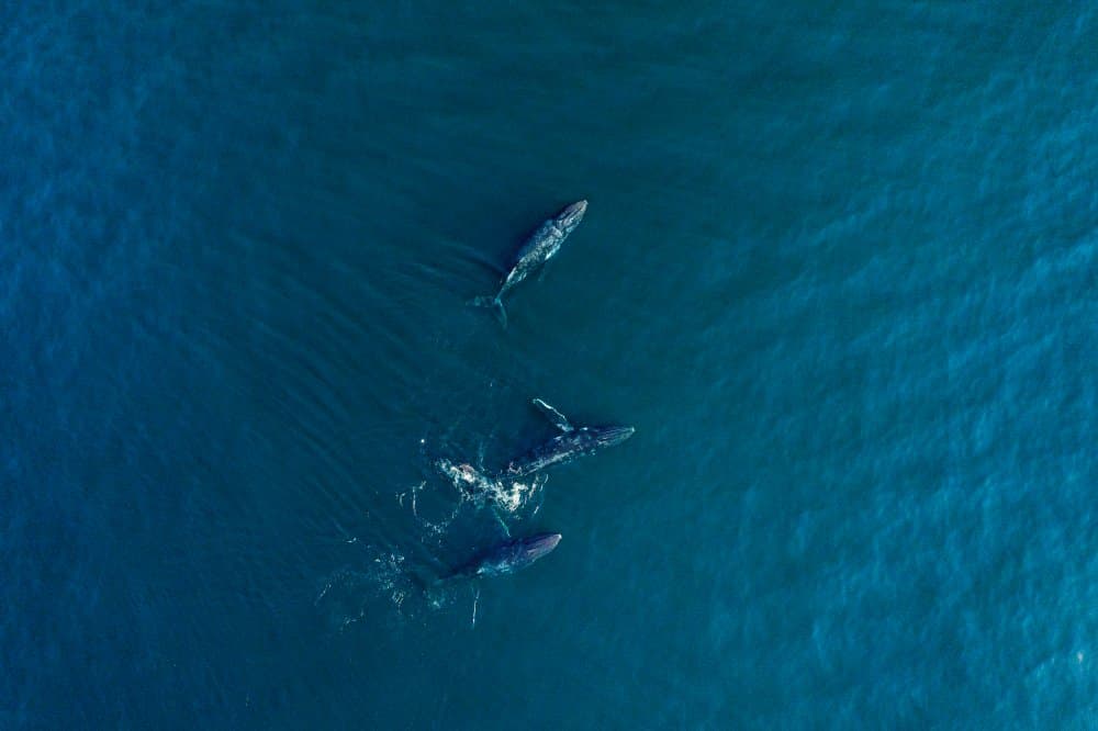 Whales In Deep Blue by Haitham AL Farsi — canvas wall art
