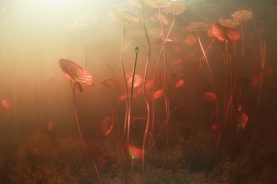 Underwater Lily Glow by Andrey Narchuk — canvas wall art