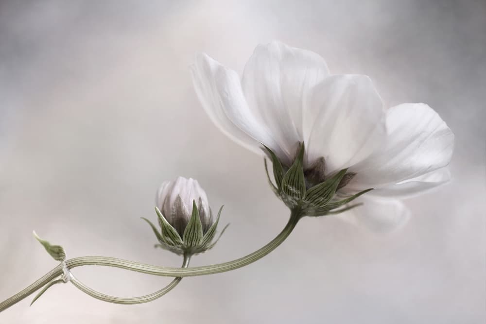 Simply Cosmos