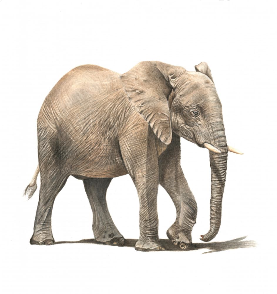 African Elephant Walk by Angelica Diehn — canvas wall art