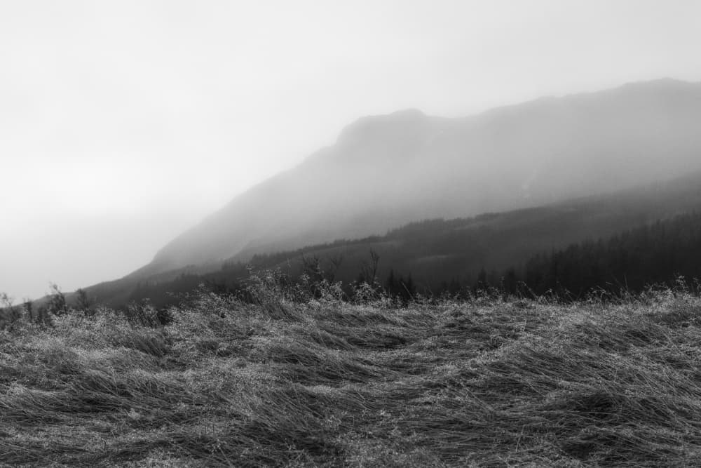Misty Mountain Grass by Lynann Colligan — canvas wall art