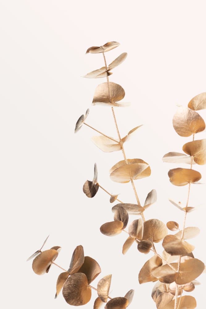Golden Eucalyptus Branches by Pictufy Studio III — canvas wall art